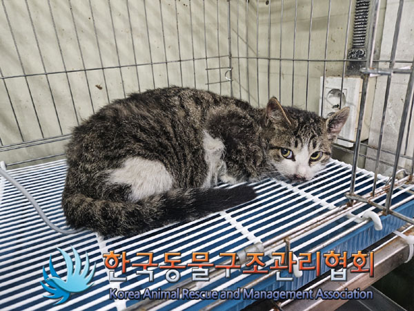 한국동물구조관리협회_441392202300265